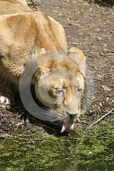 Lioness drinking