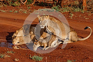 Lioness drinking with her playful cub