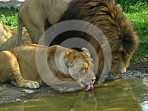 Lioness drinking with the pride leader.