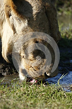 Lioness drinking water on the Okavango Delta