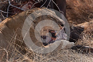 Lioness eating on the carcass of a buffalo in the Ruaha national