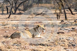 Lioness eating her dinner. South Africa