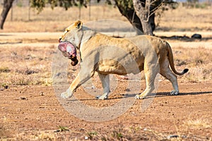 Lioness eating her dinner. South Africa