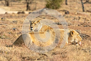 Lioness eating her dinner. South Africa