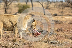 Lioness eating her dinner. South Africa