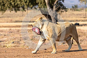 Lioness eating her dinner. South Africa