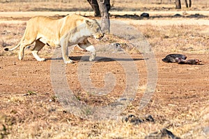 Lioness eating her dinner. South Africa