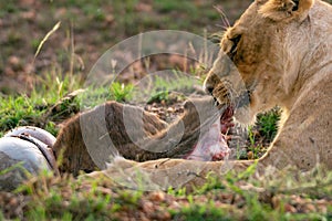 Lioness are eating on killed wildebeest in the grass. photo