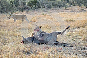 Lioness eating killed wildebeest after hunt in savannah, safari in Kenya