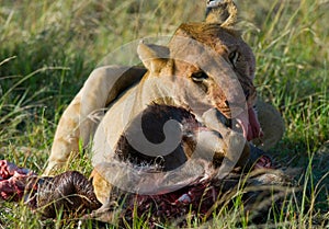 Lioness eating killed wildebeest. National Park. Kenya. Tanzania. Masai Mara. Serengeti.