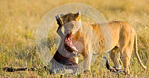 Lioness eating killed wildebeest. National Park. Kenya. Tanzania. Masai Mara. Serengeti. photo