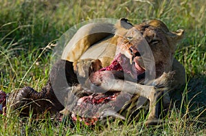 Lioness eating killed wildebeest. National Park. Kenya. Tanzania. Masai Mara. Serengeti. photo