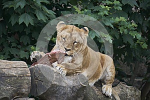 Lioness eating raw cow meat by tearing off pieces with her teeth