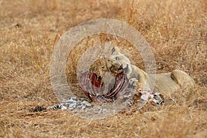 Lioness eating a zebra, Masai Mara