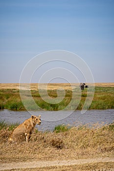 lioness and elephant in savannah. Serengeti national park, Tanzania