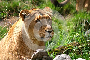 Lioness enjoying the sun
