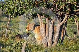 Lioness in Etosha nat.park