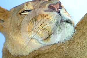 Lioness face