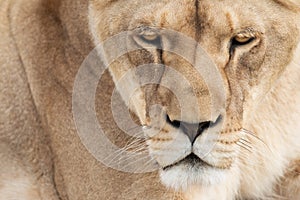 Lioness face photo