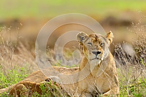 Lioness with feeding cubs