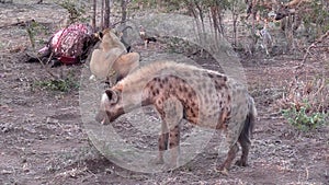 Lioness feeding with hyena in the foreground HD