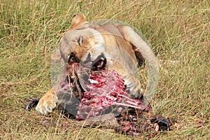 Lioness Feeding on a Wildebeest