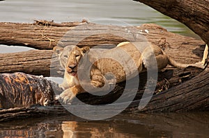 Lioness feeds from the carcass of a Hippo