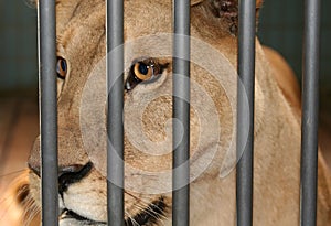 Lioness female cage