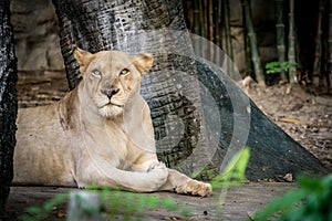 Lioness, Female lion