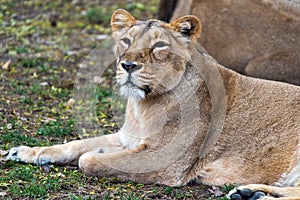 Lioness female lion