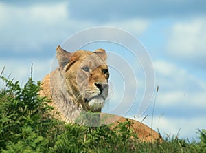 Lioness, a female lion in deep thought - sitting and waiting