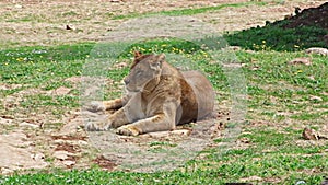 Lioness female lion feline watching resting sitting relaxed