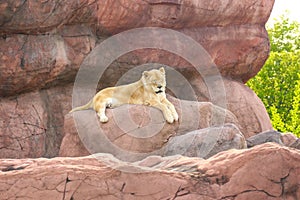Lioness - a female lion resting in man made rock