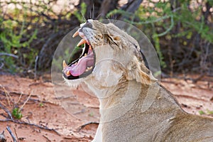 Lioness female lying on sand