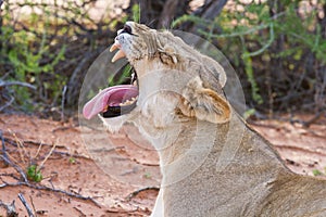 Lioness female lying on sand