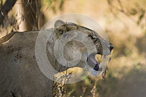 Lioness flehmen snarl