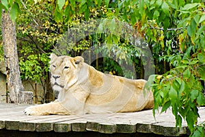 Lioness, friendly animals at the Prague Zoo