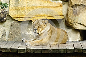 Lioness, friendly animals at the Prague Zoo