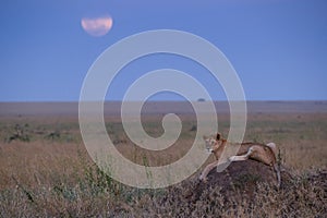 lioness in the full moon rise - horizontal