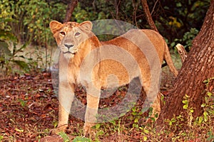 Lioness at the Gir Forest National Park