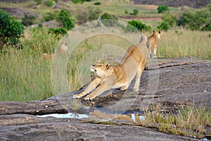 Lioness give a stretch photo