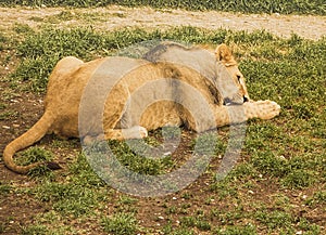 Lioness gnaw a bone on the grass.Safari.