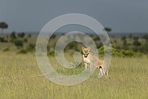 Lioness in a golden Light at Masai Mara Game Reserve,Kenya