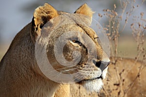 Lioness in golden morning light, Serengeti