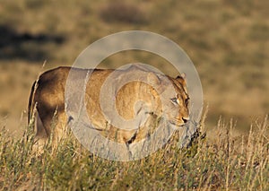 Lioness grass