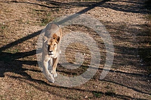 Lioness on the grass