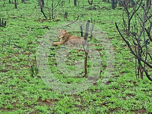 a lioness in the grass in africa