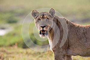 Lioness in the grass. Okavango Delta.