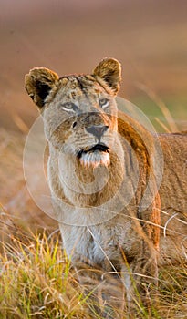 Lioness in the grass. Okavango Delta.