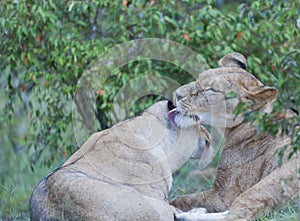 Lioness grooming her cub